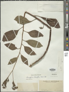 Image of Tournefortia mutabilis