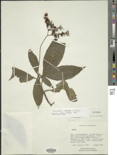 Tournefortia elongata image