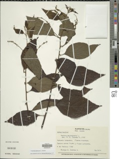 Varronia spinescens image