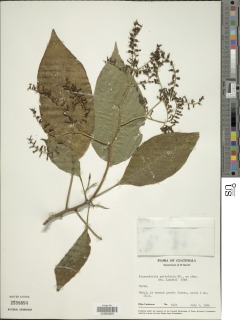 Tournefortia petiolaris image