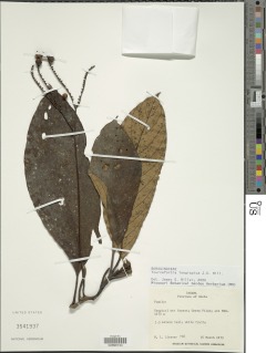 Image of Tournefortia longispica