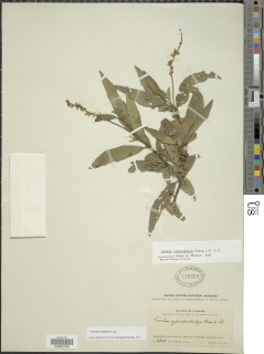 Varronia curassavica image