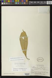 Glossoloma ichthyoderma image