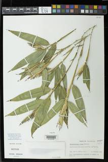 Image of Phyllostachys vivax