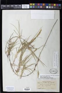 Image of Elymus pacificus