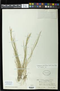 Rytidosperma penicillatum image