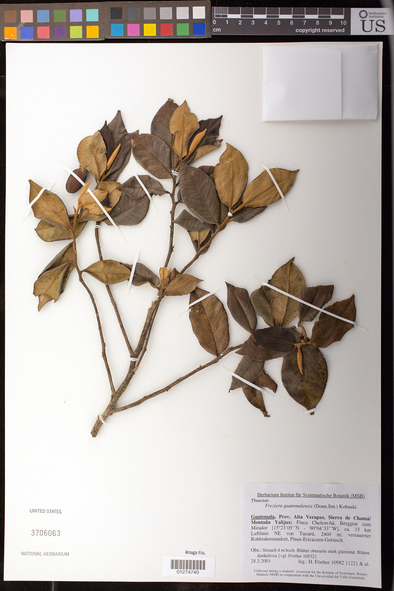 Pentaphylacaceae image