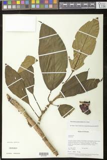 Image of Glossoloma pedunculatum