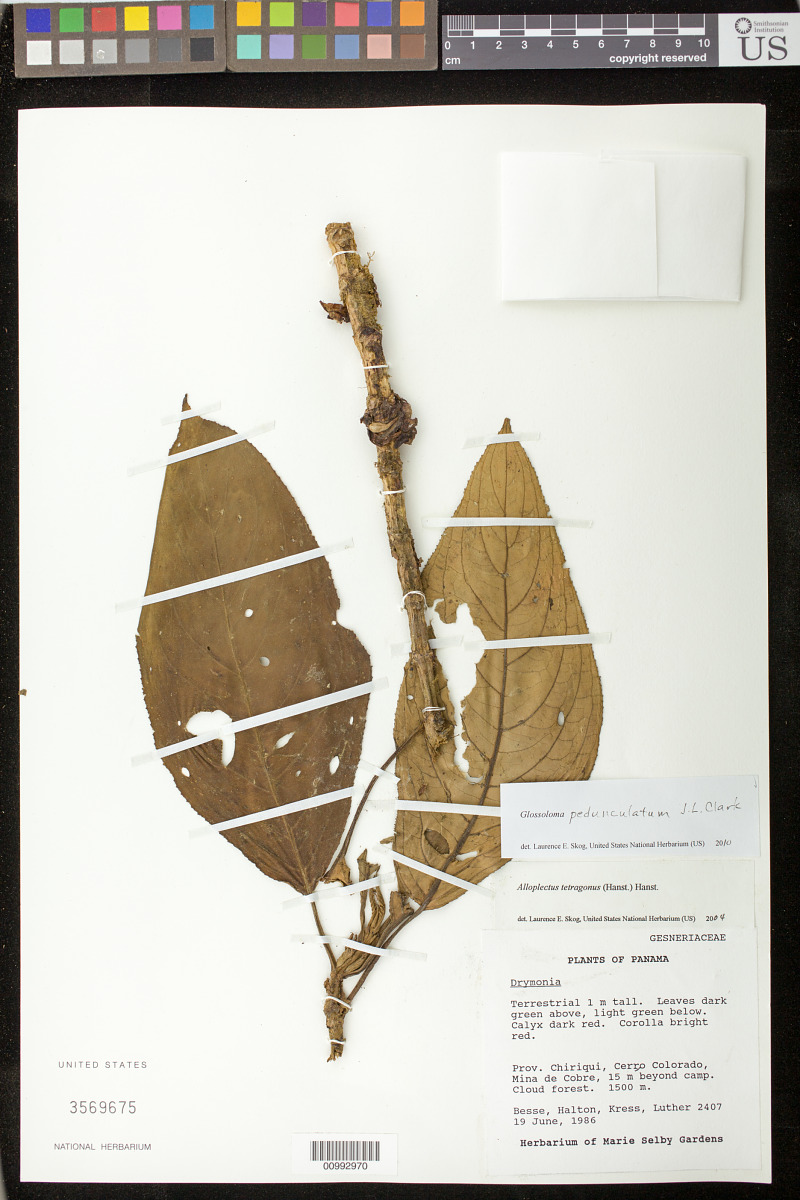 Glossoloma pedunculatum image