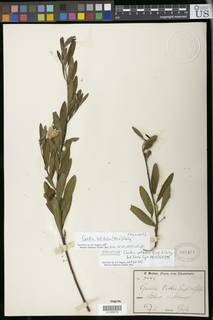 Gnidia latifolia image
