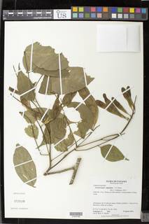 Lonchocarpus oliganthus image