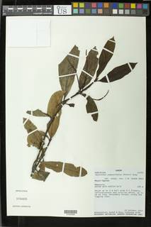 Oxyanthus subpunctatus image