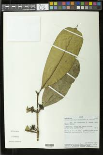 Image of Craterispermum ledermannii