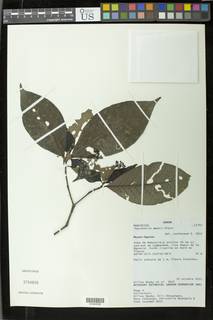 Psychotria mannii image