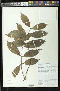 Tricalysia hensii image