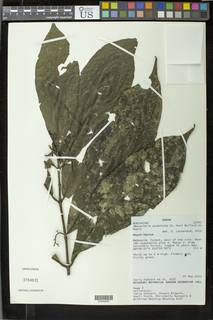 Massularia acuminata image