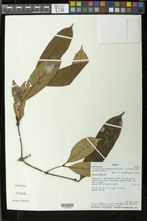 Tricalysia pedunculosa image