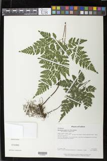 Image of Pteris repens