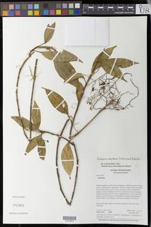 Image of Anthurium annularum