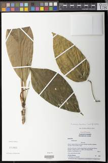 Image of Anthurium christeliae