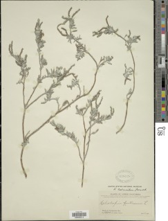 Image of Euploca calcicola