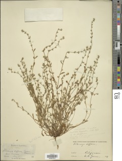 Plagiobothrys diffusus image