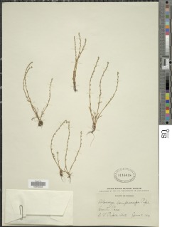Plagiobothrys lamprocarpus image