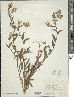 Amsinckia grandiflora image