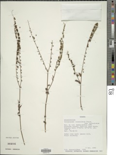 Cynoglossum lanceolatum image