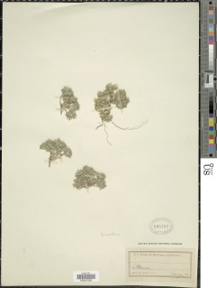 Cryptantha circumscissa image