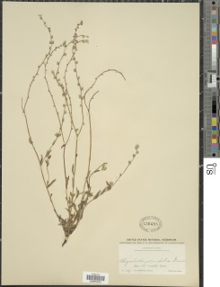 Plagiobothrys fulvus image