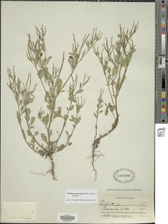 Image of Euploca procumbens