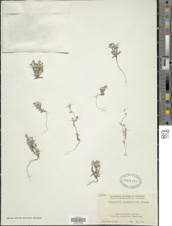 Cryptantha glomeriflora image