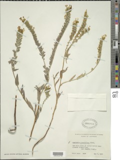 Amsinckia grandiflora image