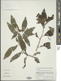 Heliotropium rufipilum image