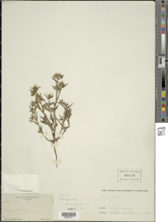 Cryptantha echinosepala image