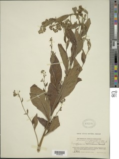 Cynoglossum amplifolium image