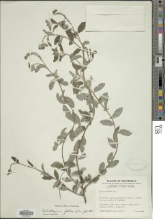 Image of Heliotropium fallax