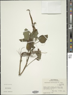Heliotropium macrostachyum image