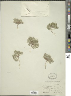Cryptantha circumscissa image