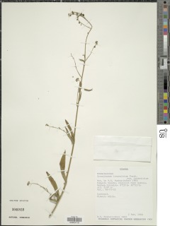Cynoglossum lanceolatum image