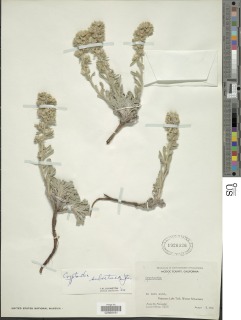 Oreocarya sobolifera image