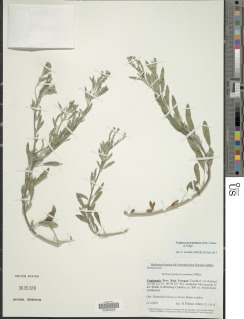Euploca procumbens image