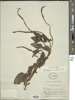 Image of Heliotropium indicum