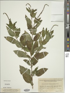 Image of Heliotropium angiospermum