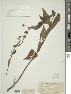 Image of Cynoglossum amplifolium