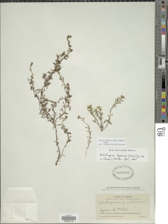 Euploca lagoensis image