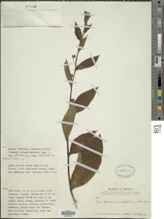 Cynoglossum amplifolium image