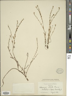 Plagiobothrys strictus image