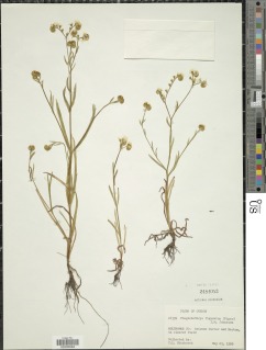 Image of Plagiobothrys figuratus